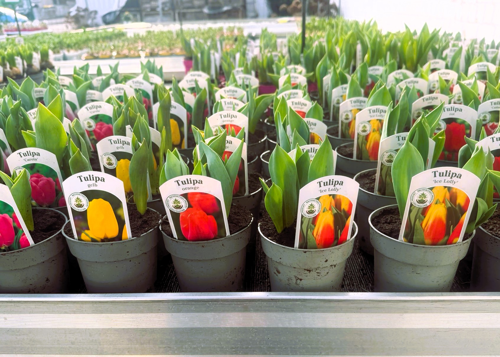 Monheimer Blumenmarkt